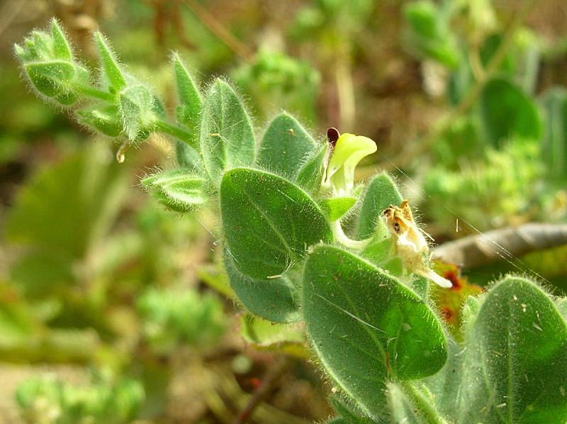 Kickxia commutata / Cencio perennante